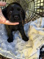 Puppy 2, a female Cocker Spaniel for sale in Lathrop, CA – 1 of 1