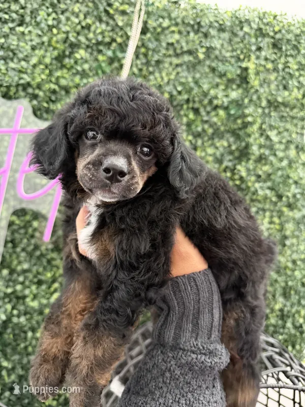 Jade – Poodle - Miniature  puppy for sale in Lathrop, CA