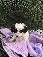 Chloe, a female Poodle - Miniature  for sale in Lathrop, CA – 2 of 4