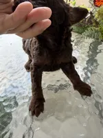 Celeste, a female Poodle - Miniature  for sale in Lathrop, CA – 2 of 4