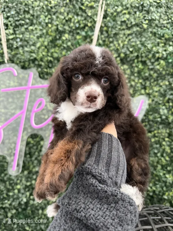 Yasmin – Poodle - Miniature  puppy for sale in Lathrop, CA