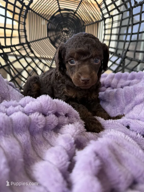 Celeste – Poodle - Miniature  puppy for sale in Lathrop, CA
