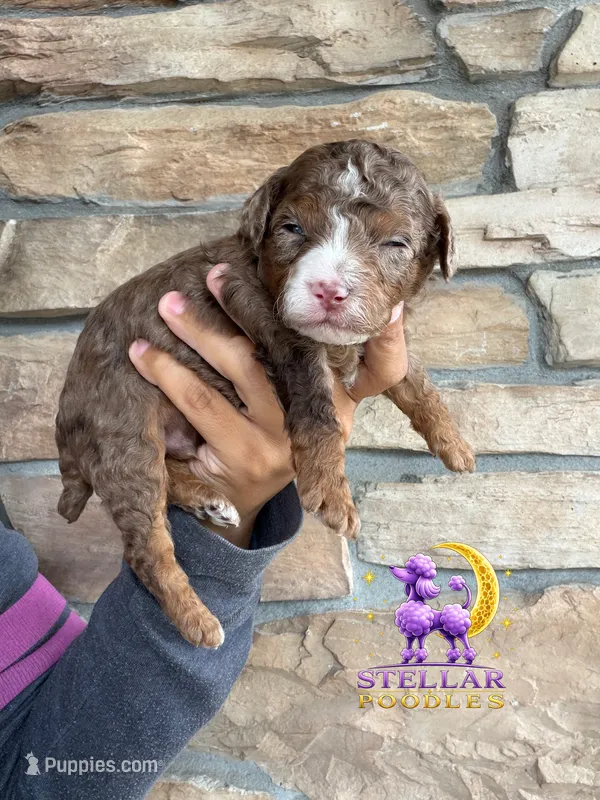 Cosmo – Poodle - Miniature  puppy for sale in Lathrop, CA