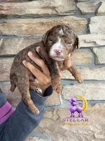 Cosmo, a male Poodle - Miniature  for sale in Lathrop, CA – 1 of 4