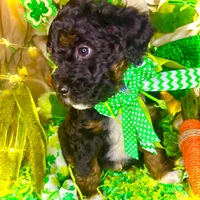Gummy Bear, a male Aussiedoodle and Bernedoodle for sale in Elbert, CO – Photo 2 of 9