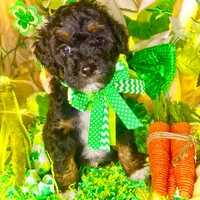 Gummy Bear, a male Aussiedoodle and Bernedoodle for sale in Elbert, CO – Photo 4 of 9