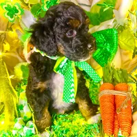 Gummy Bear, a male Aussiedoodle and Bernedoodle for sale in Elbert, CO – Photo 1 of 9