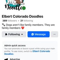 Gummy Bear, a male Aussiedoodle and Bernedoodle for sale in Elbert, CO – Photo 8 of 9