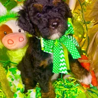Gummy Bear, a male Aussiedoodle and Bernedoodle for sale in Elbert, CO – Photo 9 of 9