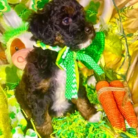 Gummy Bear, a male Aussiedoodle and Bernedoodle for sale in Elbert, CO – Photo 5 of 9