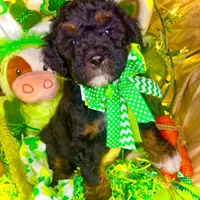 Gummy Bear, a male Aussiedoodle and Bernedoodle for sale in Elbert, CO – Photo 6 of 9