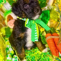 Gummy Bear, a male Aussiedoodle and Bernedoodle for sale in Elbert, CO – Photo 7 of 9