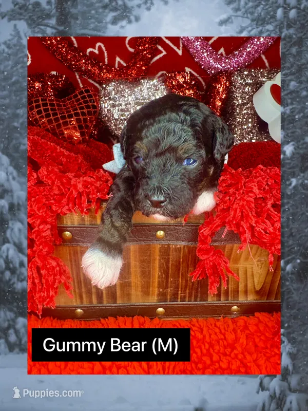 Gummy Bear