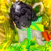 Pixie, a female Bernedoodle and Miniature Aussiedoodle for sale in Elbert, CO – Photo 1 of 8