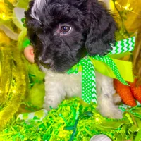Pixie, a female Bernedoodle and Miniature Aussiedoodle for sale in Elbert, CO – Photo 3 of 8