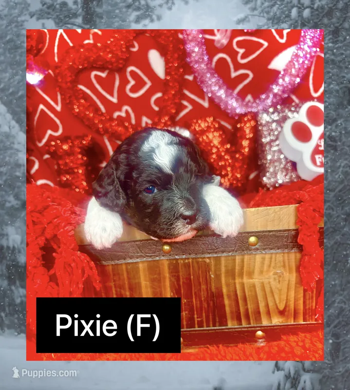 Pixie