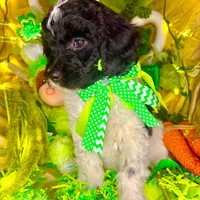 Pixie, a female Bernedoodle and Miniature Aussiedoodle for sale in Elbert, CO – Photo 7 of 8