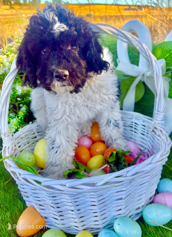 Pixie – Bernedoodle, Miniature Aussiedoodle puppy for sale in Elbert, CO