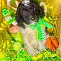 Pixie, a female Bernedoodle and Miniature Aussiedoodle for sale in Elbert, CO – Photo 4 of 8