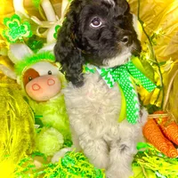 Pixie, a female Bernedoodle and Miniature Aussiedoodle for sale in Elbert, CO – Photo 6 of 8