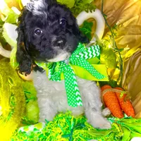 Pixie, a female Bernedoodle and Miniature Aussiedoodle for sale in Elbert, CO – Photo 5 of 8