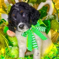 Dots, a female Bernedoodle and Miniature Aussiedoodle for sale in Elbert, CO – Photo 6 of 10