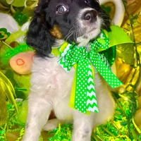 Dots, a female Bernedoodle and Miniature Aussiedoodle for sale in Elbert, CO – Photo 7 of 10