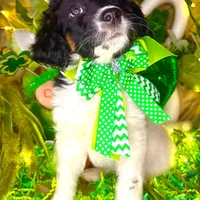 Dots, a female Bernedoodle and Miniature Aussiedoodle for sale in Elbert, CO – Photo 8 of 10