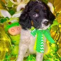 Dots, a female Bernedoodle and Miniature Aussiedoodle for sale in Elbert, CO – Photo 3 of 10