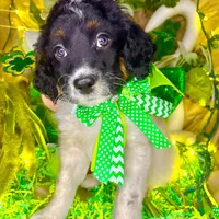 Dots, a female Bernedoodle and Miniature Aussiedoodle for sale in Elbert, CO – Photo 9 of 10