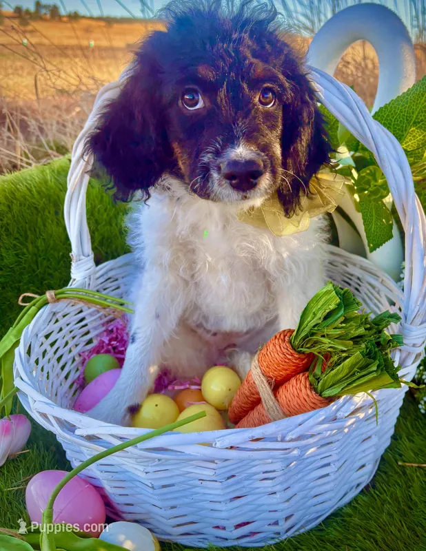 Dots – Bernedoodle, Miniature Aussiedoodle puppy for sale in Elbert, CO