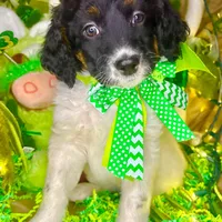 Dots, a female Bernedoodle and Miniature Aussiedoodle for sale in Elbert, CO – Photo 1 of 10