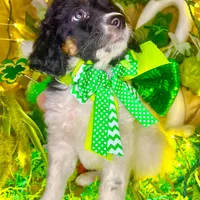 Dots, a female Bernedoodle and Miniature Aussiedoodle for sale in Elbert, CO – Photo 5 of 10