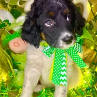 Dots, a female Bernedoodle and Miniature Aussiedoodle for sale in Elbert, CO – Photo 2 of 10