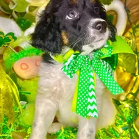 Dots, a female Bernedoodle and Miniature Aussiedoodle for sale in Elbert, CO – Photo 4 of 10