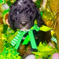 Snickers, a female Bernedoodle and Miniature Aussiedoodle for sale in Elbert, CO – Photo 3 of 7