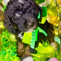 Snickers, a female Bernedoodle and Miniature Aussiedoodle for sale in Elbert, CO – Photo 6 of 7