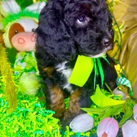 Snickers, a female Bernedoodle and Miniature Aussiedoodle for sale in Elbert, CO – Photo 5 of 7