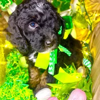 Snickers, a female Bernedoodle and Miniature Aussiedoodle for sale in Elbert, CO – Photo 7 of 7