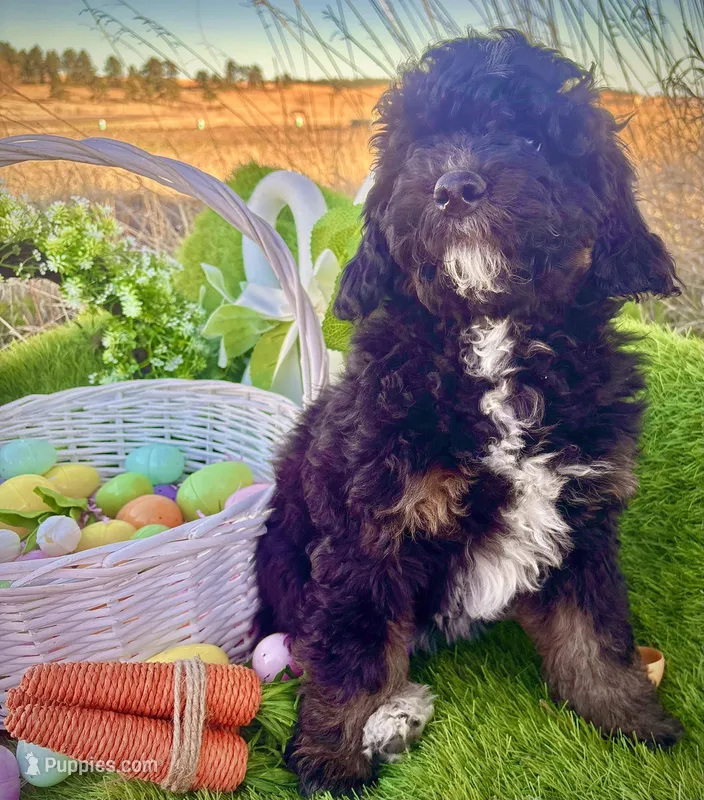 Snickers – Bernedoodle, Miniature Aussiedoodle puppy for sale in Elbert, CO