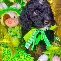 Snickers, a female Bernedoodle and Miniature Aussiedoodle for sale in Elbert, CO – Photo 2 of 7