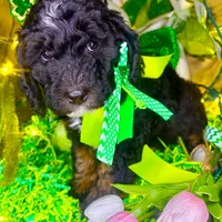 Snickers, a female Bernedoodle and Miniature Aussiedoodle for sale in Elbert, CO – Photo 1 of 7