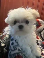 Baby Boy, a male Maltese for sale in Beverly, MA – 1 of 1