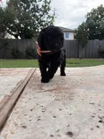  Lil’ Bit - F1B Labradoodle, a female Labradoodle for sale in Liberty Hill, TX – 5 of 6