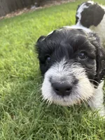Chungus- F1B Labradoodle, a male Labradoodle for sale in Liberty Hill, TX – 7 of 8