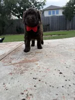Cookie - F1B Labradoodle, a female Labradoodle for sale in Liberty Hill, TX – 3 of 3