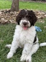 Brookie- F1B Labradoodle, a female Labradoodle for sale in Liberty Hill, TX – 5 of 7