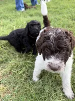 Brookie- F1B Labradoodle, a female Labradoodle for sale in Liberty Hill, TX – 6 of 7