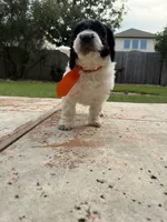 Chungus- F1B Labradoodle, a male Labradoodle for sale in Liberty Hill, TX – 6 of 8