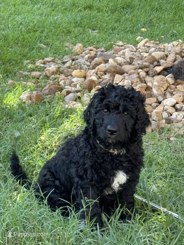 Steele - F1B Labradoodle – Labradoodle puppy for sale in Liberty Hill, TX